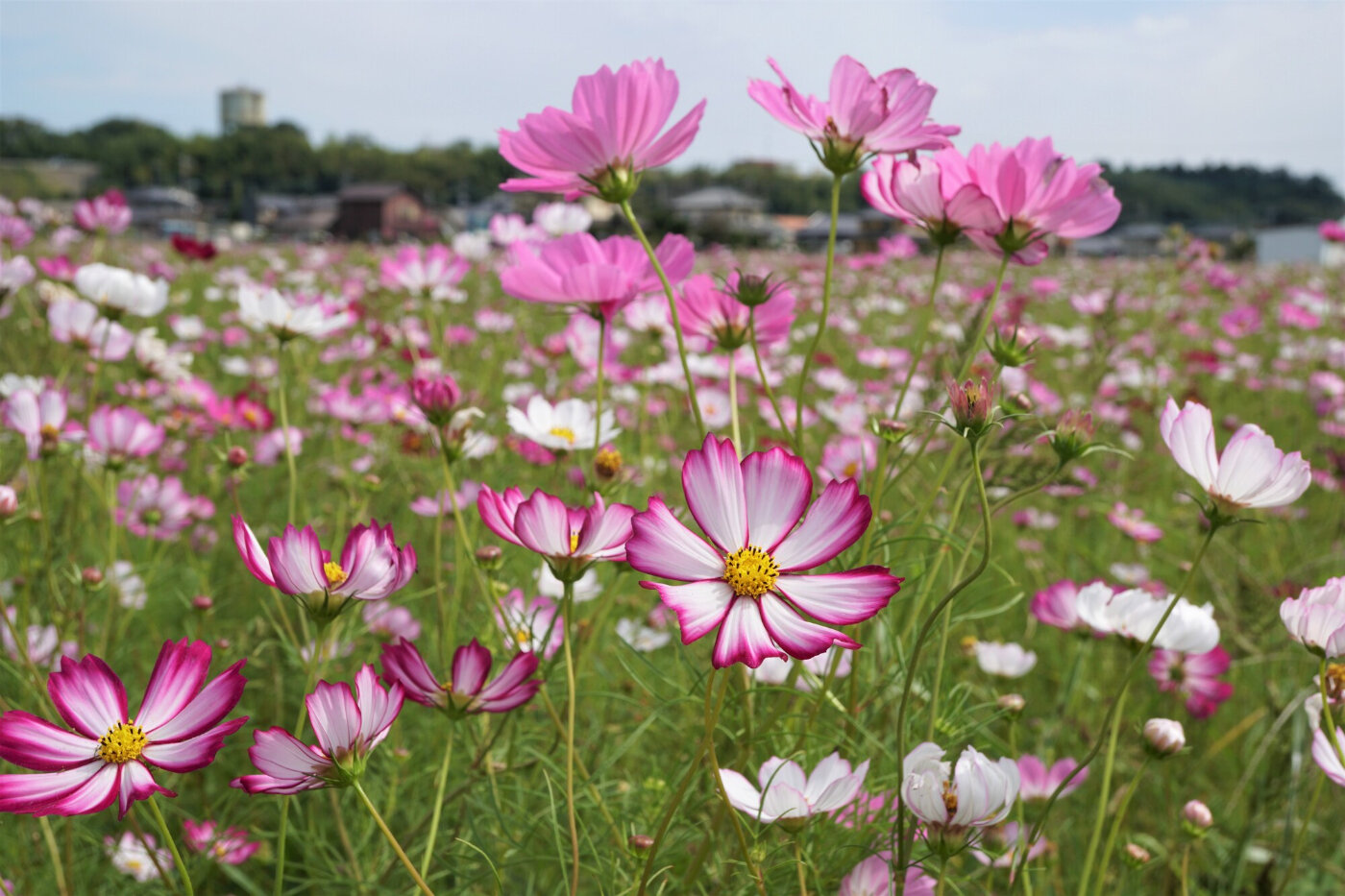 上戸川コスモス畑 | 茨城県 | 全国の花風景 | 「日本全国の花風景検索