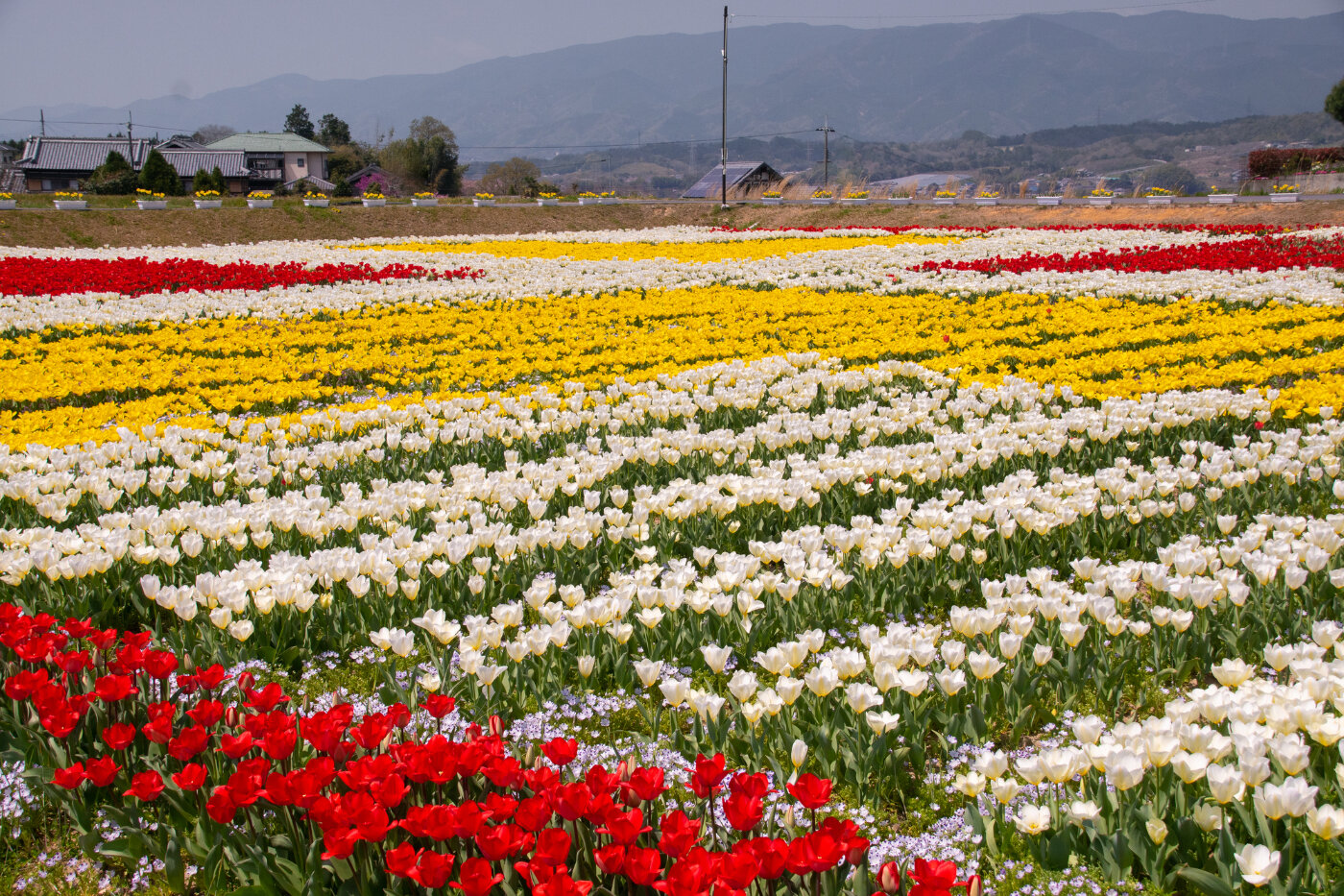 恋野恋 恋のチューリップ畑 | 和歌山県 | 全国の花風景 | はなまっぷ～日本の美しい花風景～（花の名所検索サイト）｜絶景のお花畑を見に行こう！