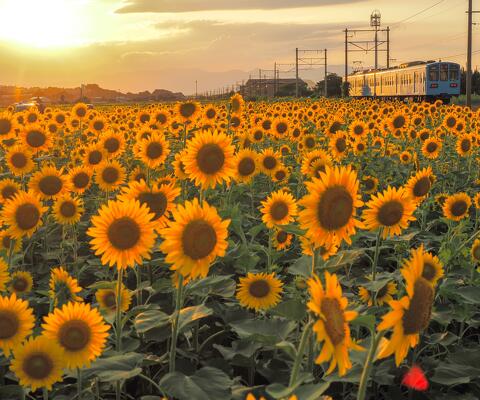 山梶農園ひまわり畑 | 滋賀県 | 全国の花風景 | 「日本全国の花風景