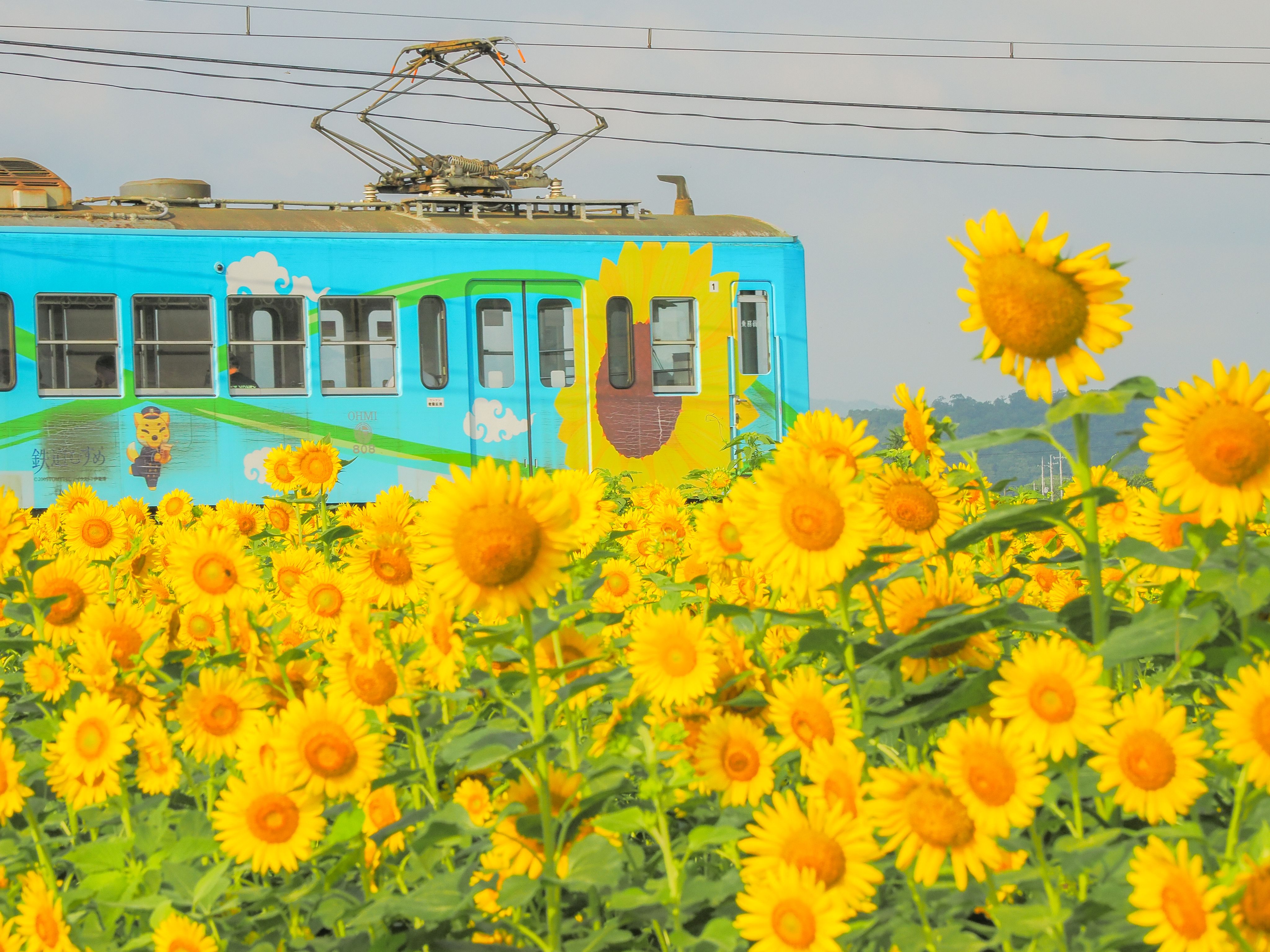 山梶農園ひまわり畑 | 滋賀県 | 全国の花風景 | 「日本全国の花風景
