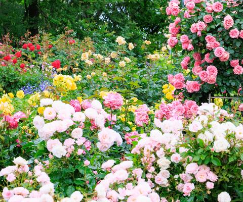 全国の花風景 | 「日本全国の花風景検索サイト【はなまっぷ】｜季節