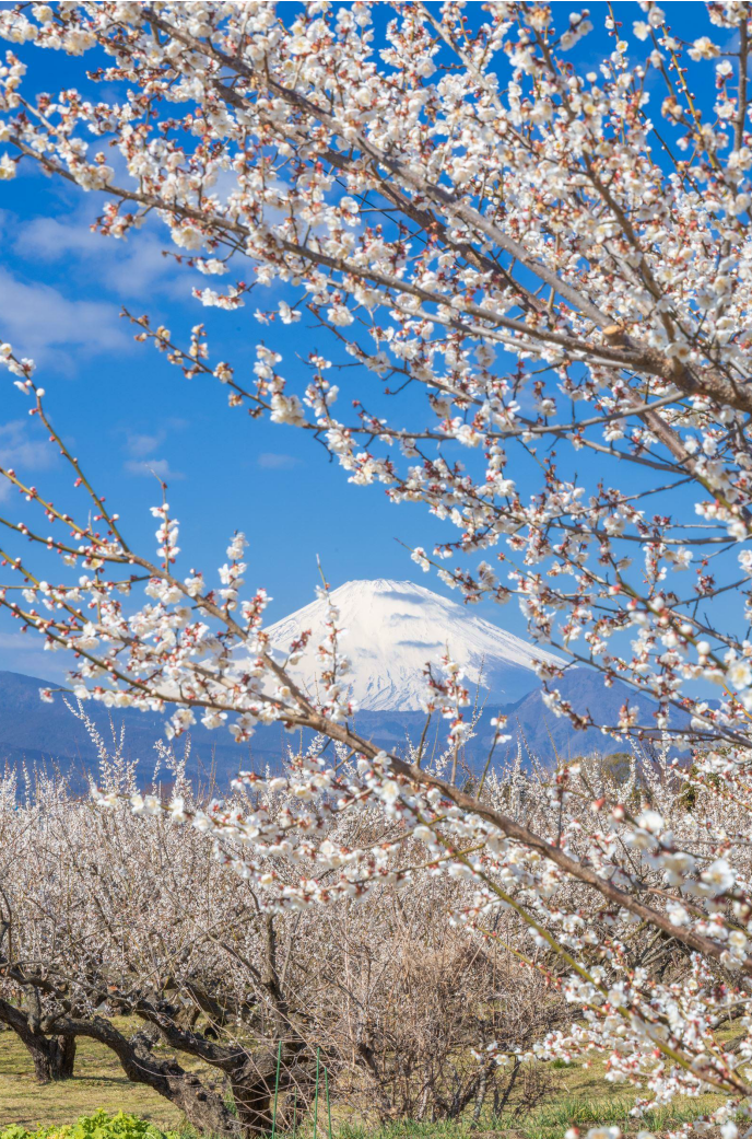 曽我（別所）梅林で撮る絵葉書的写真〜富士山とのコラボが美しい梅林