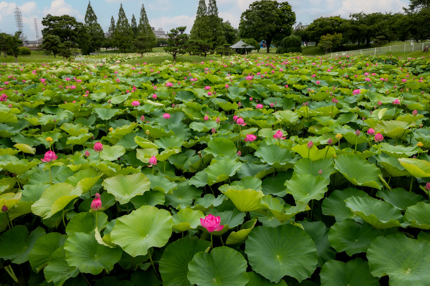 ハスちゅんに萌え 〜白鷺公園〜 | 季節特集 | 特集ページ | 「日本全国