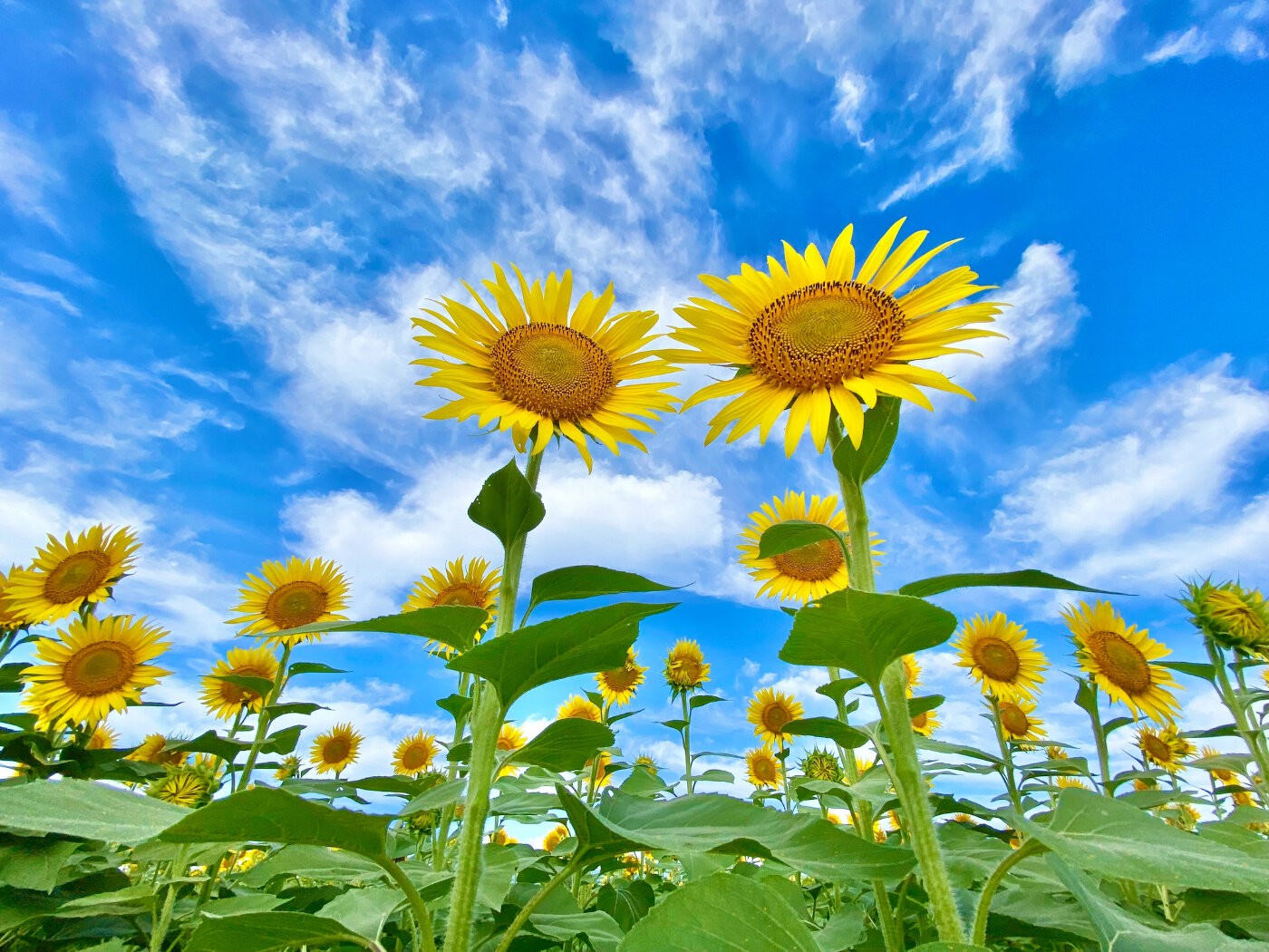 関東屈指の夏絶景！55万本が彩る「座間ひまわり畑」 | 季節特集 | 特集