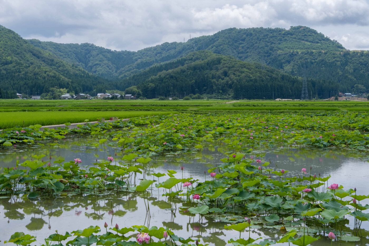 日本有数の蓮の楽園～花はす公園 | 季節特集 | 特集ページ | 「日本