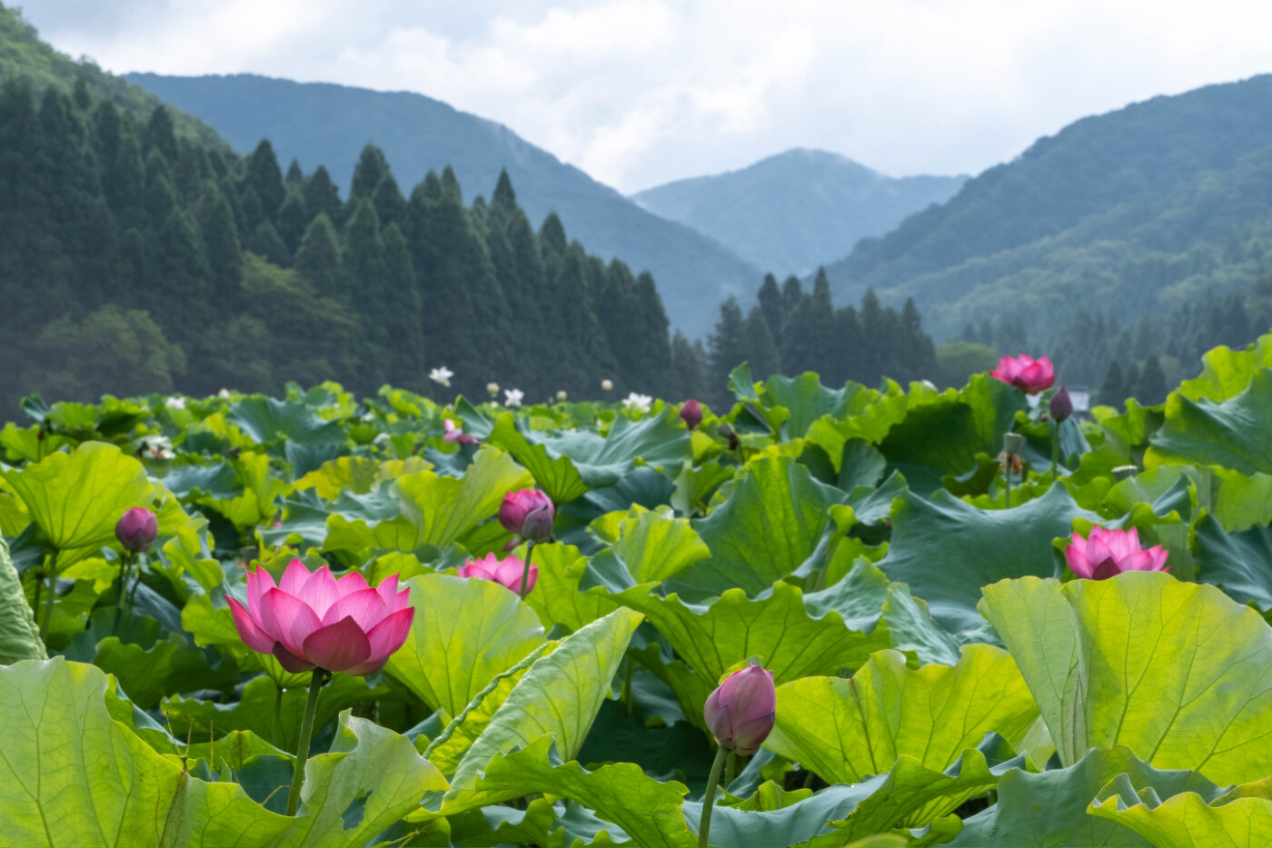 日本有数の蓮の楽園～花はす公園 | 季節特集 | 特集ページ | 「日本