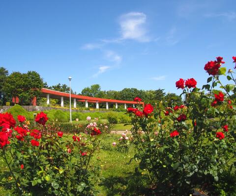 花 風景 （I） Amazon.co.jp: Potooart 植物 お花 富士山の桜の景色 ポスター