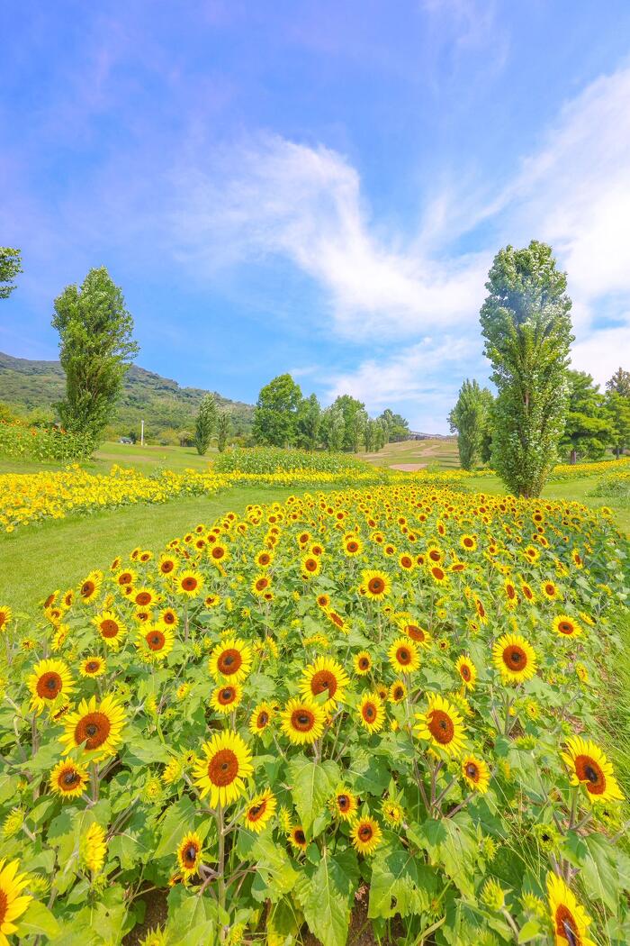 淡路島国営明石海峡公園