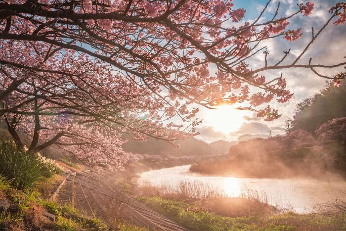 みなみの桜と菜の花まつり