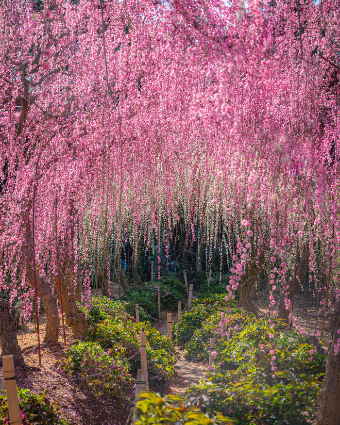 昇竜しだれ梅園