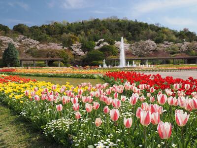 日本全国の花風景検索サイト【はなまっぷ】｜季節ごとの開花情報や