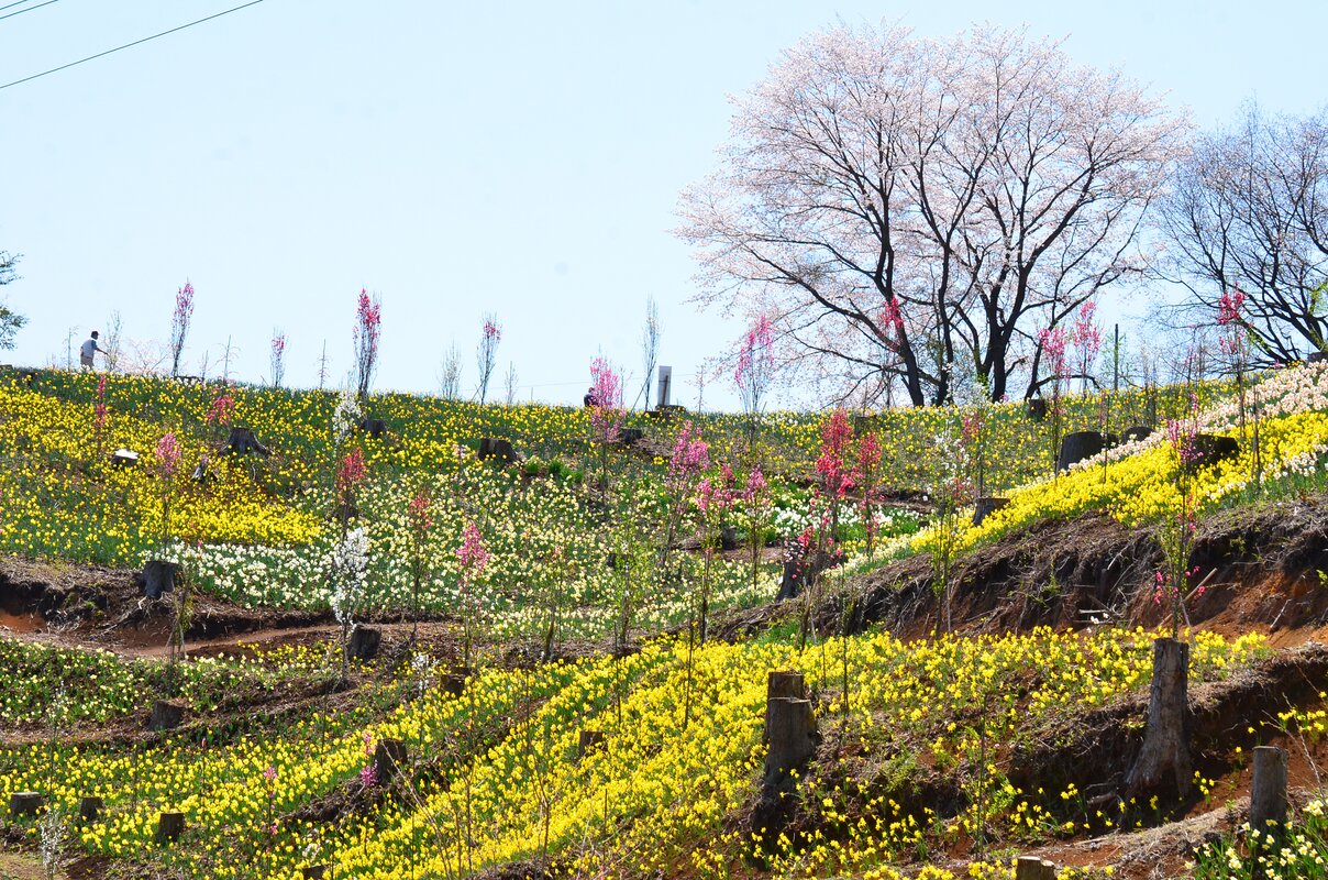 公財）鹿沼市花木センター 山一面 水仙フェア2026！ | 季節特集 | 特集