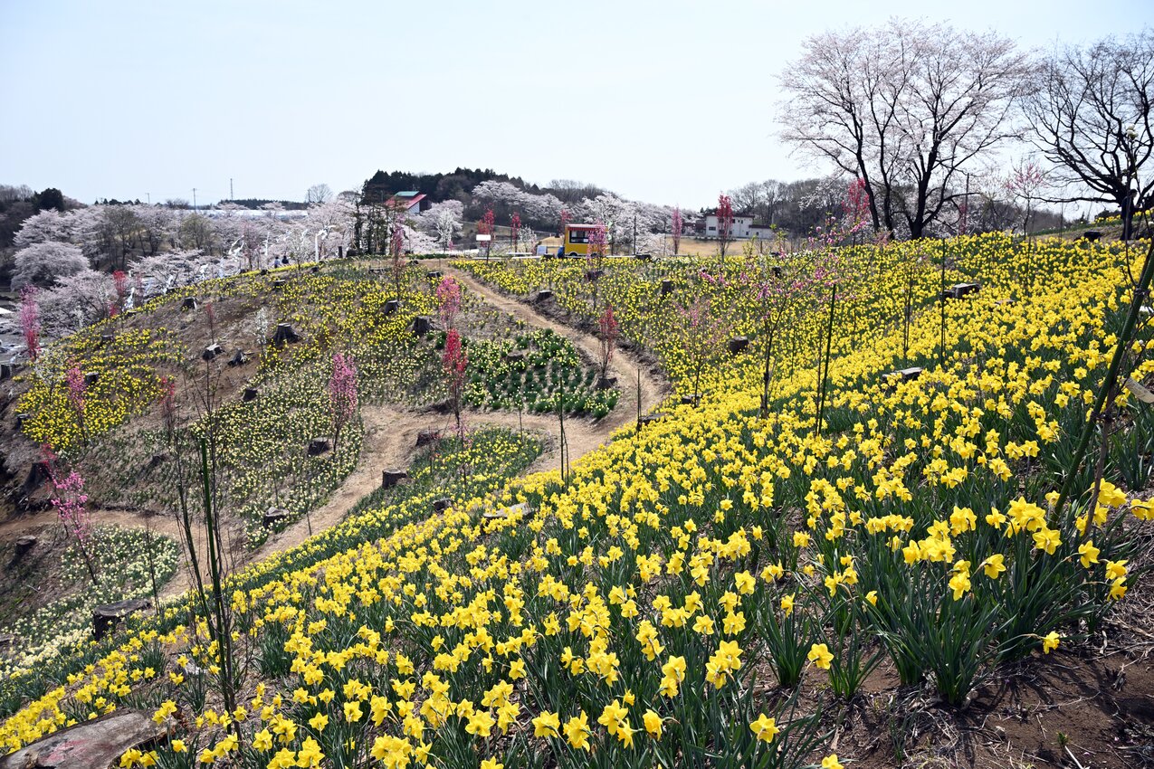 公財）鹿沼市花木センター 山一面 水仙フェア2026！ | 季節特集 | 特集