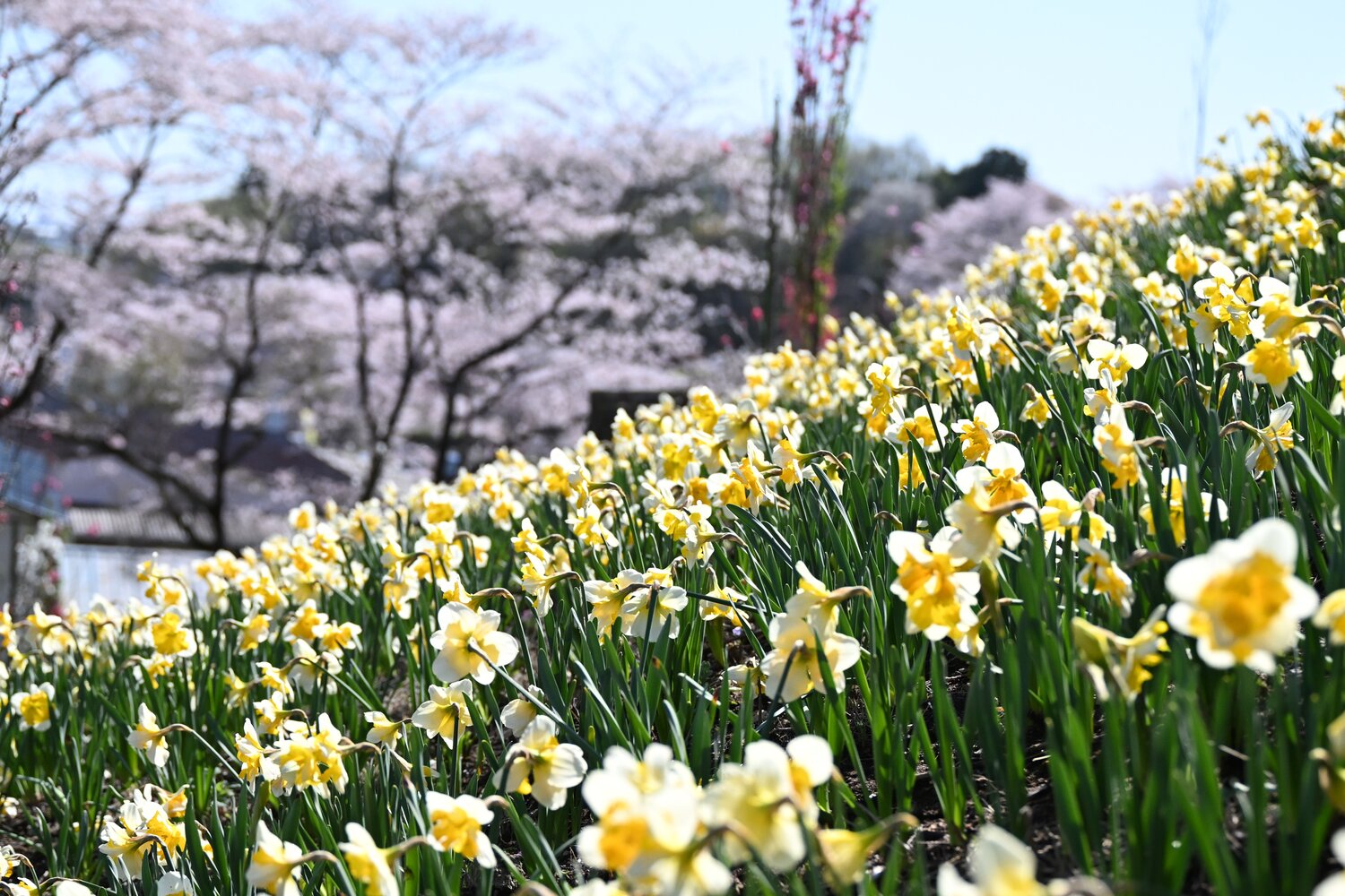 公財）鹿沼市花木センター 山一面 水仙フェア2026！ | 季節特集 | 特集